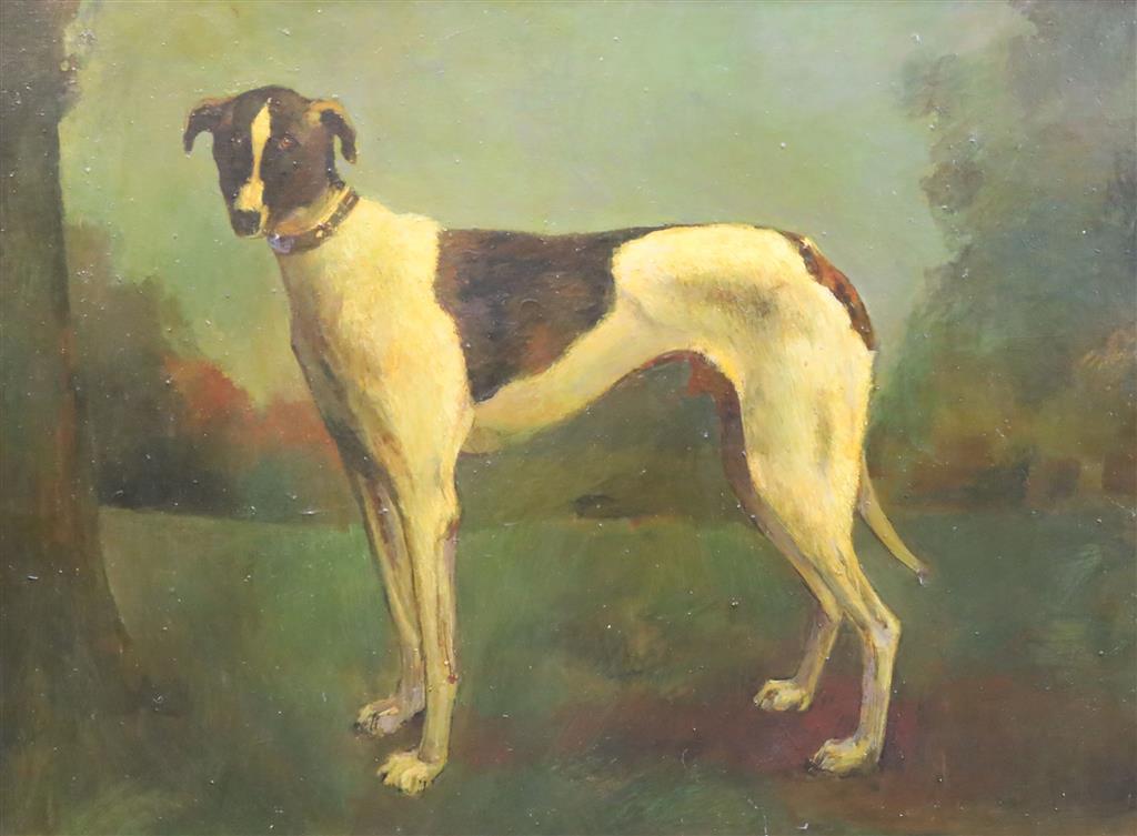 20th century English School, oil on board, Study of a greyhound, 60 x 80cm